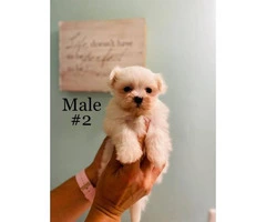 3 Male Morkie Puppies for sale - 3