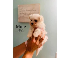 3 Male Morkie Puppies for sale - 4