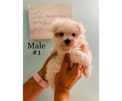 3 Male Morkie Puppies for sale - 5