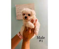 3 Male Morkie Puppies for sale - 6