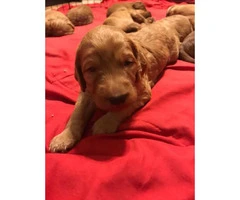 Irish doodle puppies up for sale