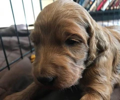 Irish doodle puppies up for sale - 3