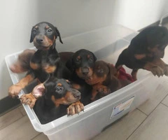 3 AKC Doberman Puppies available for sale - 1