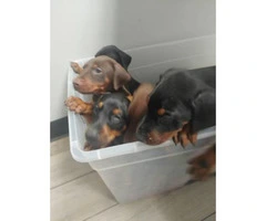 3 AKC Doberman Puppies available for sale - 2