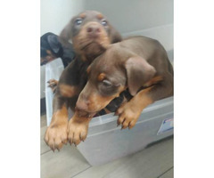 3 AKC Doberman Puppies available for sale in Gastonia ...