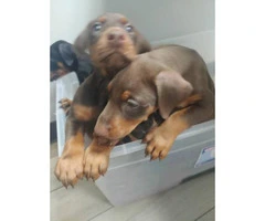 3 AKC Doberman Puppies available for sale - 3