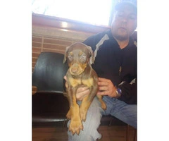 3 AKC Doberman Puppies available for sale - 5