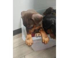3 AKC Doberman Puppies available for sale - 6