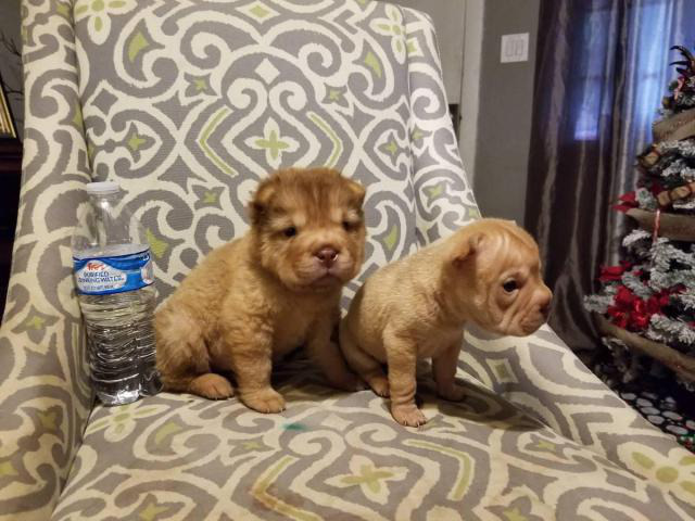 2 Adorable Female Mini Sharpei Puppies Ready To Go In Arizona Female Mini Sharpei Puppies Ready
