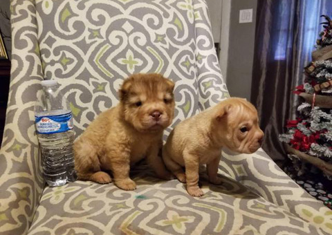 2 adorable female mini sharpei puppies ready to go