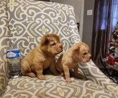 2 adorable female mini sharpei puppies ready to go - 5