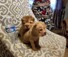 2 adorable female mini sharpei puppies ready to go - 6