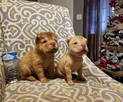 2 adorable female mini sharpei puppies ready to go - 7