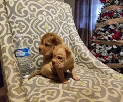 2 adorable female mini sharpei puppies ready to go - 8