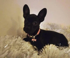 2 females Frenchton puppies for sale