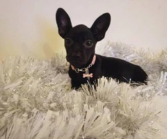 2 females Frenchton puppies for sale - 2