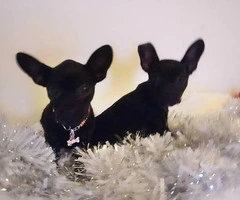 2 females Frenchton puppies for sale - 3