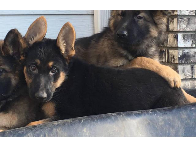 AKC registered German Shepherd Puppies! Chicago - Puppies for Sale Near Me
