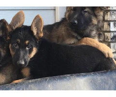 AKC registered German Shepherd Puppies!