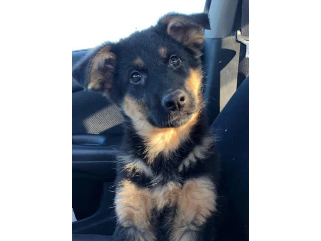 German Shepherd Puppies for Sale Near Me AKC Registered - wide 9