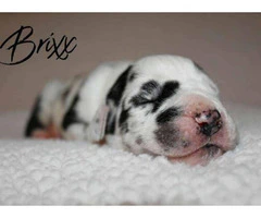 8 Great Dane Puppies available - 2