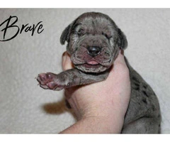 8 Great Dane Puppies available - 3