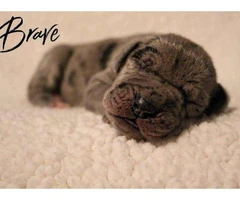 8 Great Dane Puppies available - 5