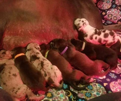 8 Great Dane Puppies available - 7