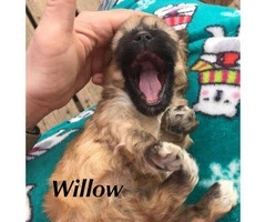 3 Shih-Poo puppies looking for a new home - 2