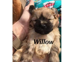 3 Shih-Poo puppies looking for a new home - 3