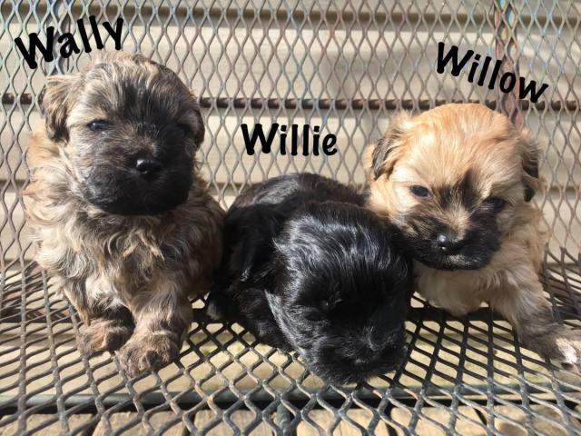 3 Shih-Poo puppies looking for a new home in Little Rock ...