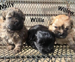 3 Shih-Poo puppies looking for a new home - 4
