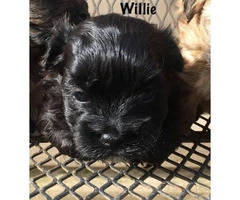 3 Shih-Poo puppies looking for a new home - 5