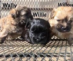3 Shih-Poo puppies looking for a new home - 6