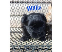 3 Shih-Poo puppies looking for a new home - 8