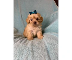 4 Pretty Maltipoo puppies looking for a new home - 1