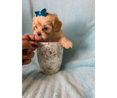 4 Pretty Maltipoo puppies looking for a new home - 2