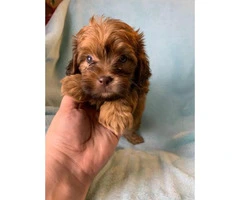 4 Pretty Maltipoo puppies looking for a new home - 3