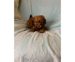 4 Pretty Maltipoo puppies looking for a new home - 4