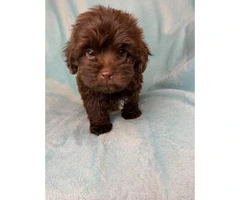 4 Pretty Maltipoo puppies looking for a new home - 5