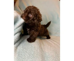 4 Pretty Maltipoo puppies looking for a new home - 6