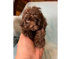 4 Pretty Maltipoo puppies looking for a new home - 7