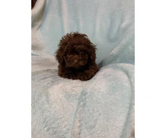 4 Pretty Maltipoo puppies looking for a new home - 8
