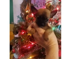 Male Teacup Chihuahua Puppy - 3
