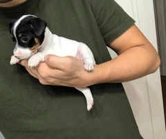 Tiny Rat Terrier Puppies for sale