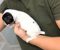Tiny Rat Terrier Puppies for sale - 2