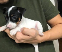 Tiny Rat Terrier Puppies for sale - 3