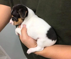 Tiny Rat Terrier Puppies for sale - 4