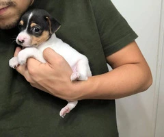 Tiny Rat Terrier Puppies for sale - 5