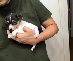 Tiny Rat Terrier Puppies for sale - 6